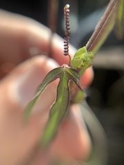Passiflora suberosa litoralis