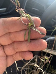 Passiflora suberosa litoralis