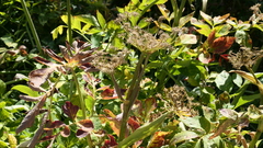 Angelica pinnata