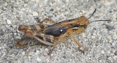Melanoplus confusus