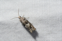 Epinotia solicitana