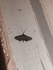 Diathrausta reconditalis