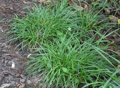 Carex cumberlandensis