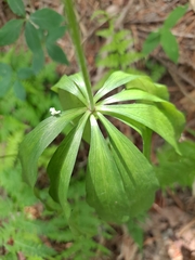 Lilium distichum