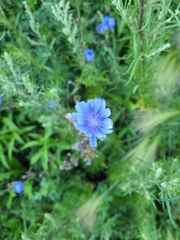 Cichorium intybus