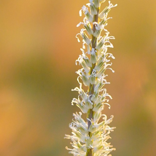 Image of Thelypodium crispum by (c) Michael Warner, some rights reserved (CC BY)