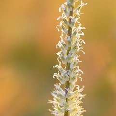 Thelypodium crispum