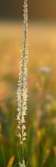 Thelypodium crispum