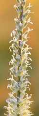 Thelypodium crispum