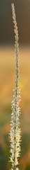 Thelypodium crispum