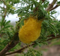 Parawixia bistriata