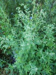 Chenopodium album
