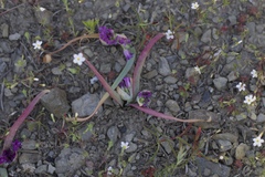 Leptosiphon bolanderi