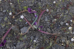 Leptosiphon bolanderi