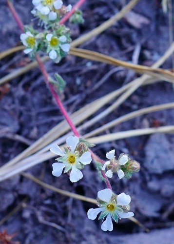 Image of Ivesia sericoleuca by (c) Michael Warner, some rights reserved (CC BY)