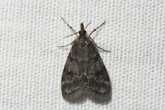 Scoparia penumbralis