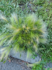Hordeum jubatum