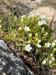 Cherleria arctica
