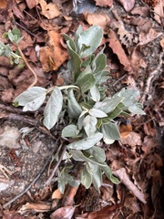 Elaeagnus commutata