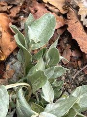 Elaeagnus commutata