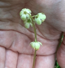 Pyrola chlorantha