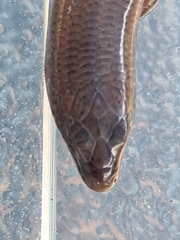 Glaphyromorphus punctulatus