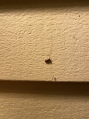 Eupogonius tomentosus