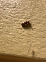 Eupogonius tomentosus