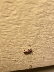 Eupogonius tomentosus