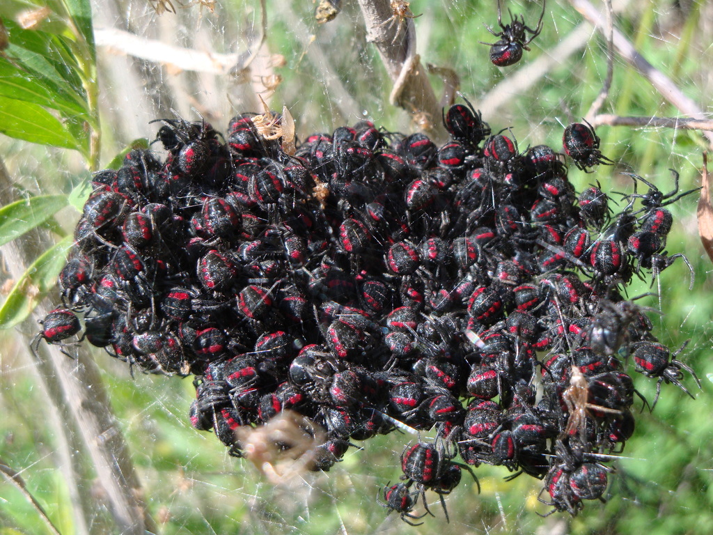 Parawixia bistriata
