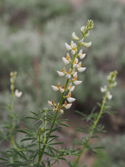 Lupinus angustiflorus