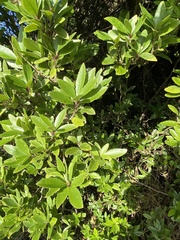 Melicytus chathamicus