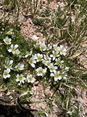 Gagea serotina