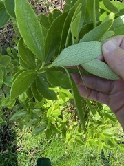Melicytus chathamicus