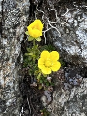 Ranunculus nivalis