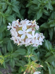 Saponaria officinalis