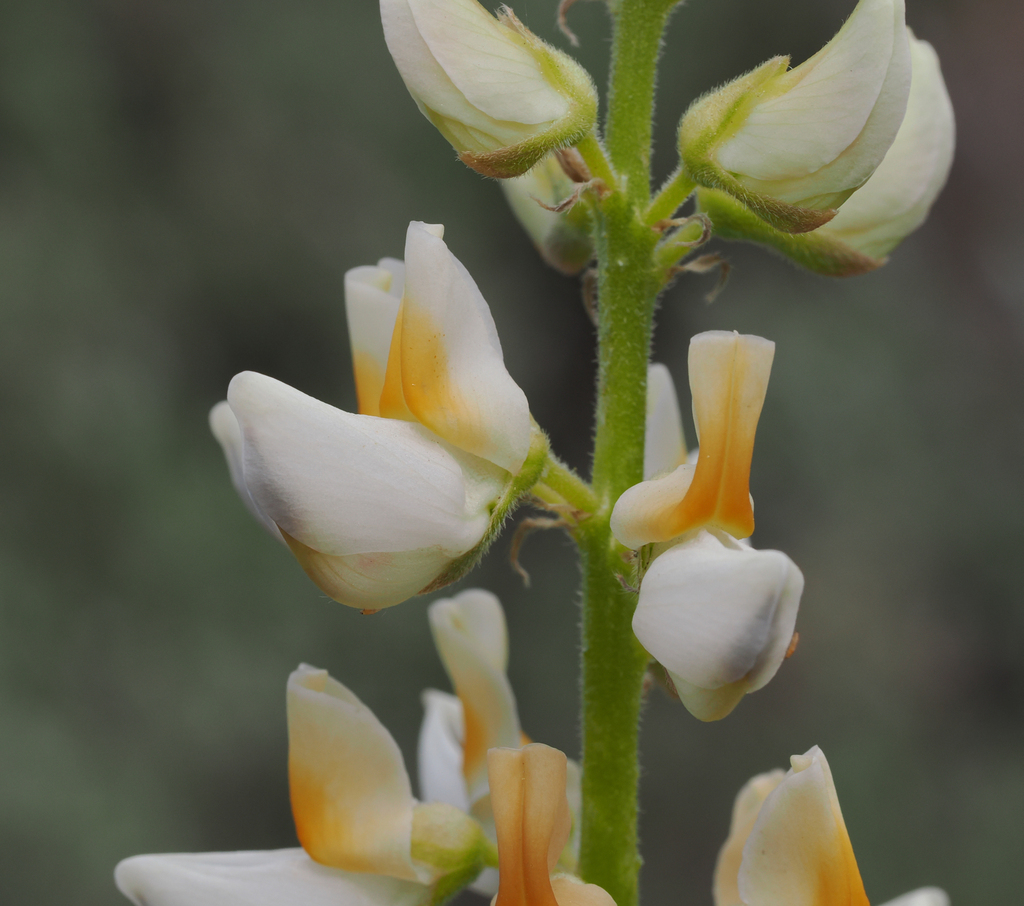 Narrowflower Lupine