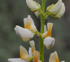 Lupinus angustiflorus