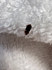 Caplothorax melanopterus