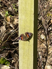 Vanessa gonerilla ida