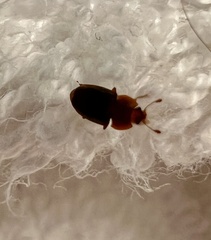 Caplothorax melanopterus