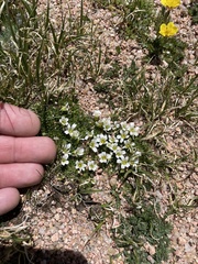 Gagea serotina