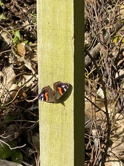 Vanessa gonerilla ida