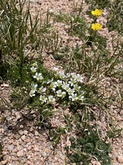 Gagea serotina