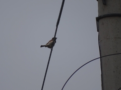 Passer domesticus