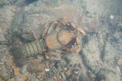 Cambarus girardianus