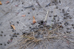 Ptilothrix bombiformis