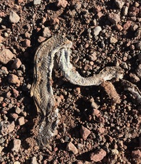 Coluber constrictor mormon