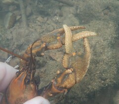 Cambarus girardianus