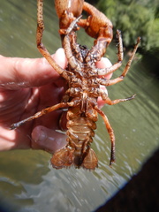 Cambarus girardianus